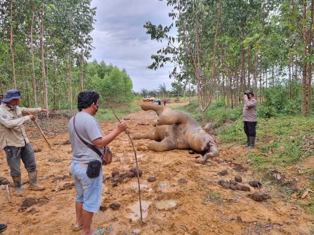 GAJAH Sumatera jenis kelamin betina sedang hamil menanti kelahiran anaknya ditemukan tewas di areal Hutan Tanaman Industri (HTI) PT Riau Abadi Lestari, Rabu (25/5/2022).