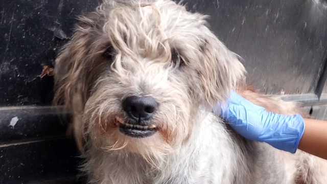 anjing terlantar yang kondisinya sudah membaik (sumber foto: Kiana)