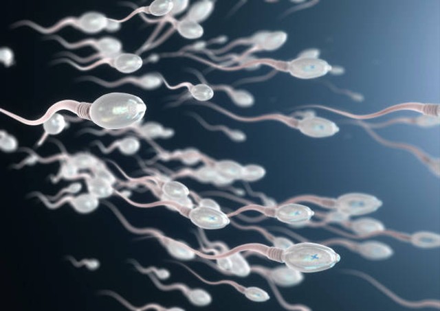 Ilustrasi bentuk sperma yang normal. Foto: Unsplash