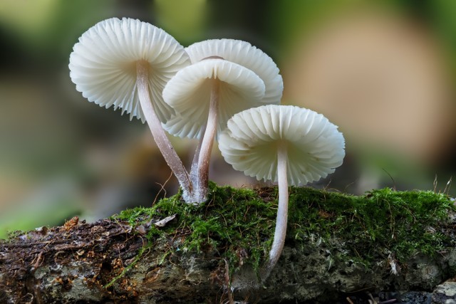 Ilustrasi Ascomycota yang masuk ke dalam subkingdom jamur. Foto: Unsplash