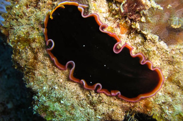 Ilustrasi hewan Platyhelminthes. Foto: Unsplash