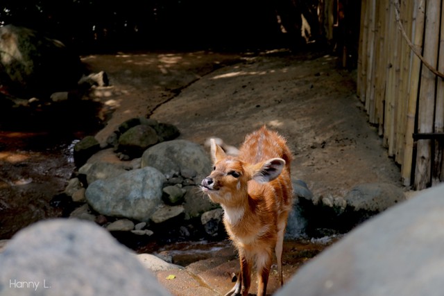 Wahana dan Harga Tiket Masuk Mini Zoo Jember 2022, Foto: Unsplash/HannyLiviana