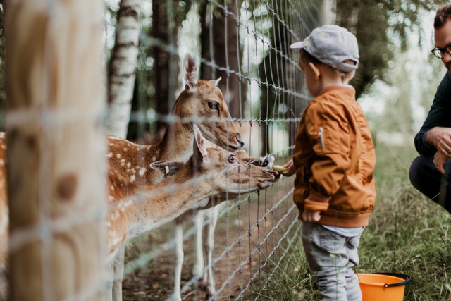 Harga Tiket Taman Rusa Batam 2022 untuk Liburan Sekolah, Foto: Unsplash/DaigaEllaby