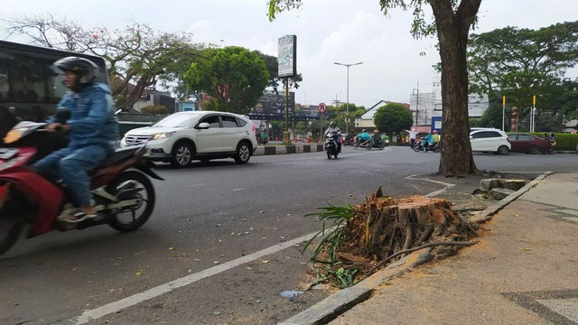 Penataan Zona III Kayutangan Heritage Kota Malang, Pohon-pohon Ditebang (68320)