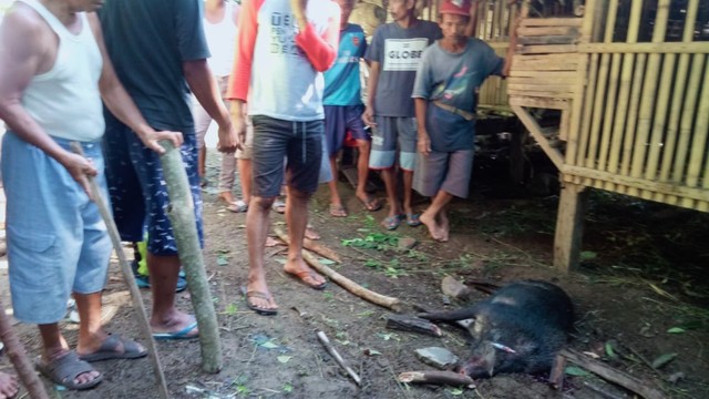 Warga menangkap babi hutan yang menyerang warga Bantarkawung, Brebes.