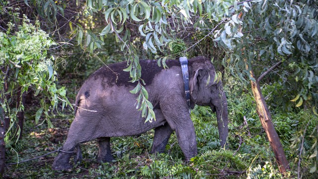 Seekor gajah sumatra (Elephas maximus sumatranus) liar bernama Meilaini yang berjenis kelamin betina terlihat dengan kalung GPS (GPS Collar) terpasang di lehernya. Foto: ANTARA FOTO/Nova Wahyudi