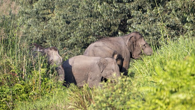 Tiga ekor gajah sumatera (Elephas maximus sumatranus) liar terlihat berjalan di sekitar kantong habitat Sugihan-Simpang Heran. Foto: ANTARA FOTO/Nova Wahyudi