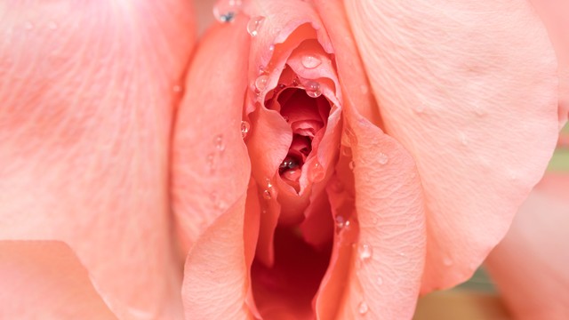 Ilustrasi vulva vagina. Foto: James Jiao/Shutterstock