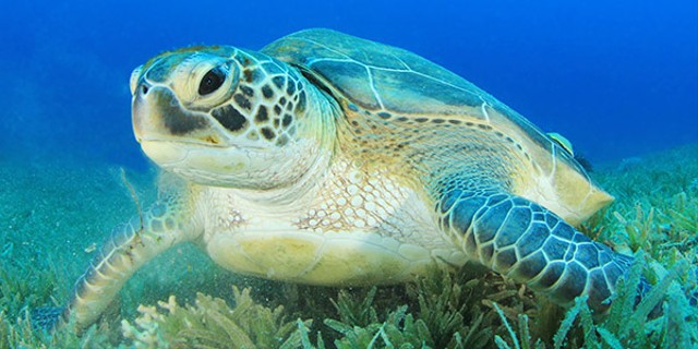 Sumber : nwf.org