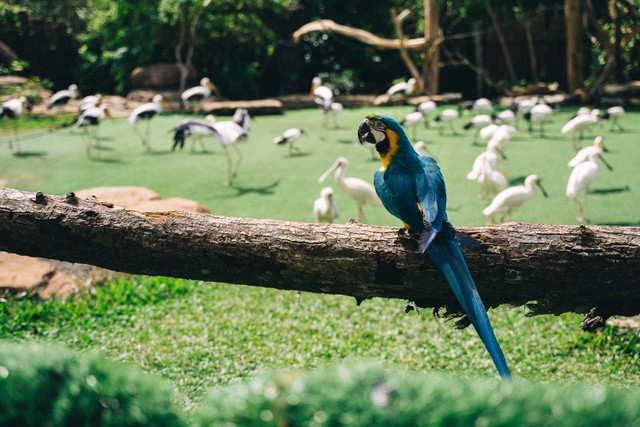 Foto : Pexels/Anna Tarazevich, Wisata Alam Parung