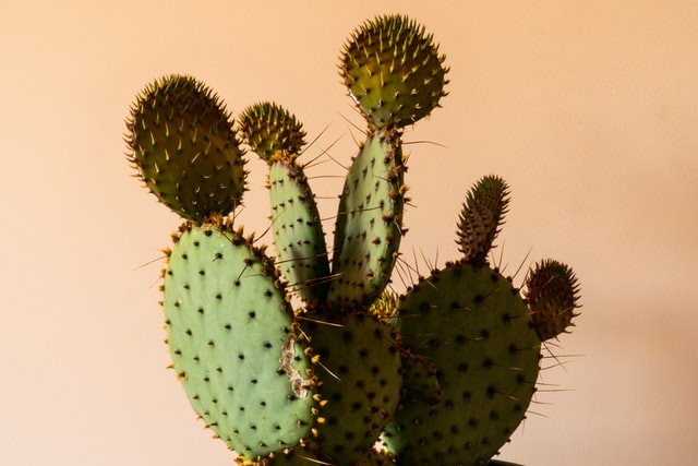 Bentuk daun kaktus. Sumber: unsplash.com