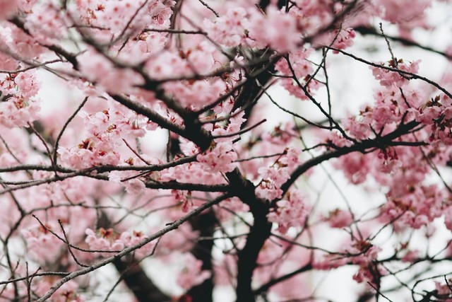 Istana Sakura Blitar: Harga Tiket Masuk dan Daya Tarik Wisatanya, https://unsplash.com/@manucosen