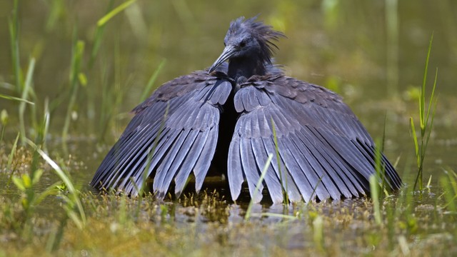 Burung Kuntul Hitam. Foto: Gerrit_de_Vries/Shutterstock