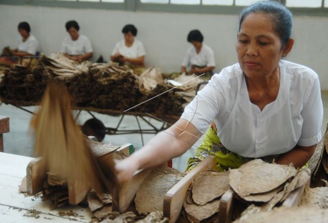 Sejumlah buruh wanita melakukan proses pemilihan tembakau kering di gudang pemilihan dan penyimpanan tembakau Deli (Deli tobacco) milik PTP Nusantara II, Kab. Deli Serdang. Sumber Foto: ANTARA