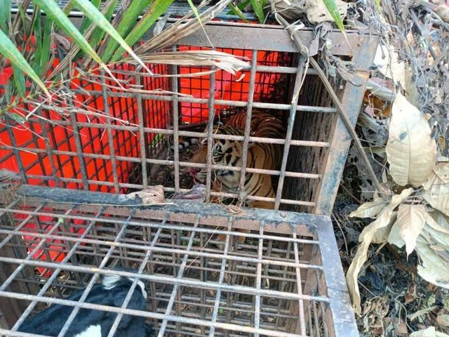 Seekor harimau sumatera yang terjepit aktivitas manusia dievakuasi BKSDA Jambi. (Foto: Dok BKSDA Jambi)