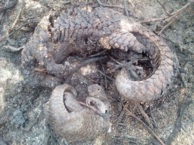 Dua ekor Trenggiling ditemukan Tim Satgas Karhutla Kobar mati hangus terpanggang di lokasi Karhutla Sungai Bamban, Pangkalan Bun. (Foto: Tim Satgas Karhutla Kobar)