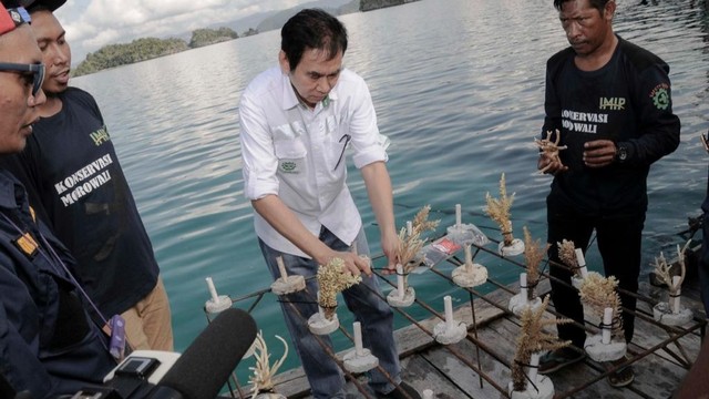 PT IMIP melakukan rehabilitasi terumbu karang di Pulau Sombori. Foto: Istimewa