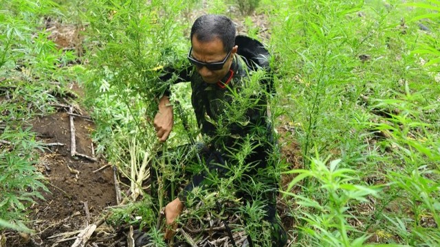 Direktur Narkotika Deputi Bidang Pemberantasan BNN mencabut pohon ganja untuk dibakar saat operasi pemusnahan lima hektare ladang ganja di Gayo Lues, Aceh. Foto: Dok. BNN