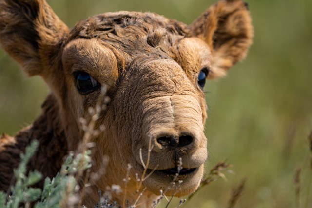 Seekor anak sapi Saiga atau Antelop Saiga yang baru lahir berdiri di ladang setelah matahari terbit di padang rumput di perbatasan wilayah Akmola dan Kostanay di Kazakhstan pada 14 Mei 2022. Foto: Abduaziz Madyarov / AFP
