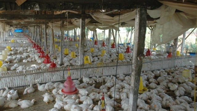 Mitos Ayam Broiler Merupakan Ayam Suntikan, Ini Kata Ahli