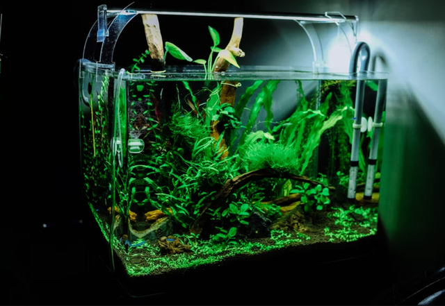 Ilustrasi buat aquascapr di rumah. Foto: unsplash.com/huyphan2602