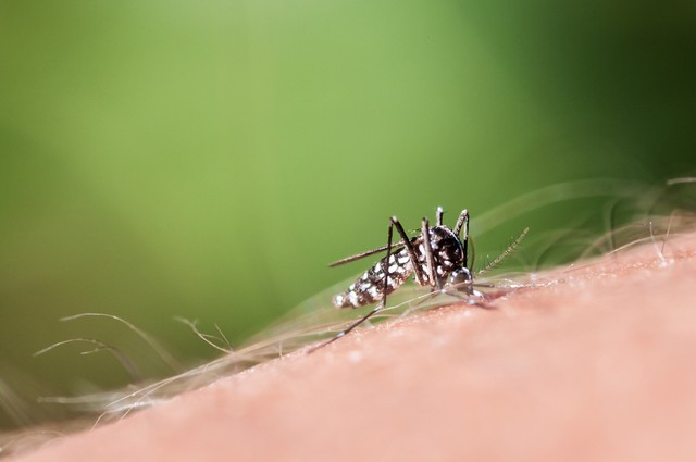 Ilustrasi gigitan nyamuk demam berdarah dengue (DBD). Foto: Robert Avgustin/Shutterstock