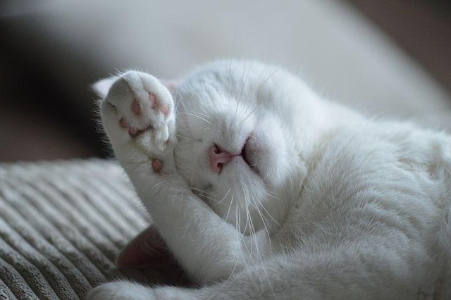 Ilustrasi Cara Mengatasi Kucing Keracunan, Sumber www.pixabay.com