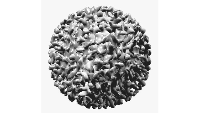 ilustrasi virus hepatitis, Foto : Pixabay.com
