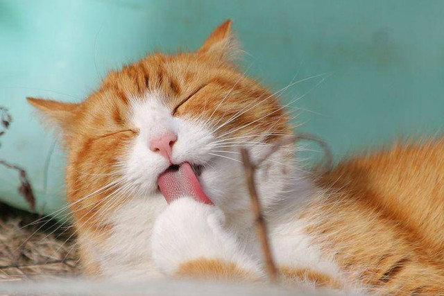 Cara Menghilangkan Jamur pada Kucing        Sumber www.pixabay.com