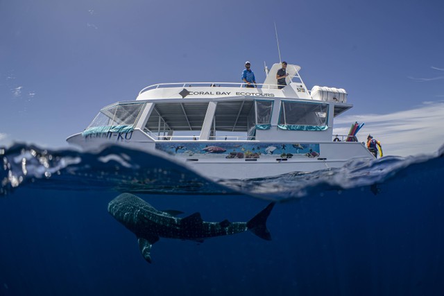 Naik ke kapal untuk melihat paus bungkus bersama Ocean Eco Adventures. Dok. TWA.