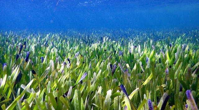 Ilmuwan temukan tanaman terbesar Posidonia australis. Foto: Dok. Rachel Austin