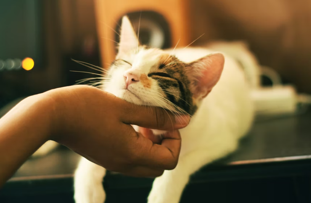 Ilustrasi cara merawat kucing. Foto: unsplash.com/yerlinmatu