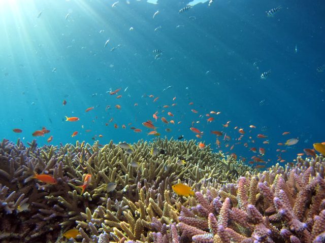 Ilustrasi bagaimana cara menyelamatkan terumbu karang dalam ekosistem laut. Foto: unsplash.com/hiro0718