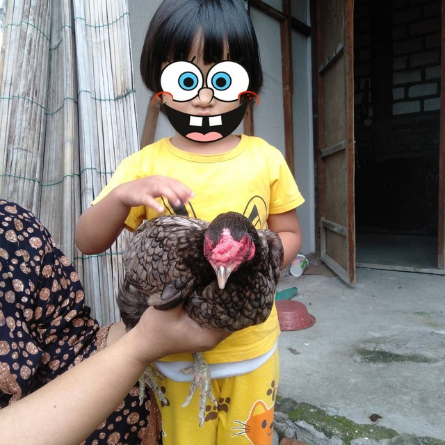 Belajar berani memegang ayam. Foto: Nisa' Aqidatul Fithri