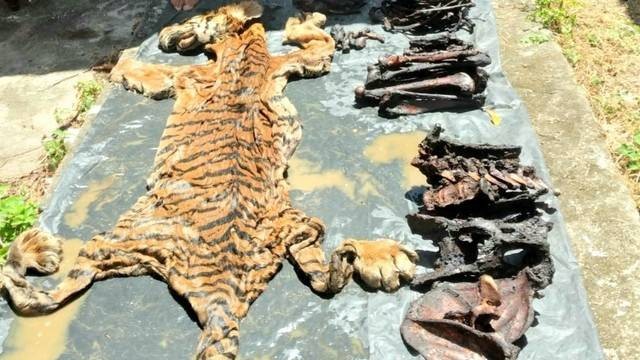 Barang bukti kulit harimau yang disita petugas. Foto: Dok. Balai Gakkum KLHK Sumatera