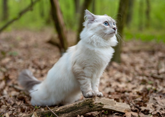 Ilustrasi cara membersihkan telinga kucing, sumber foto: (Piotr Musiol) by Unsplash.com