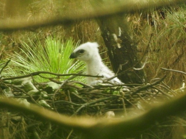 Anak Burung Elang Jawa.(Foto : Balai TNGC)