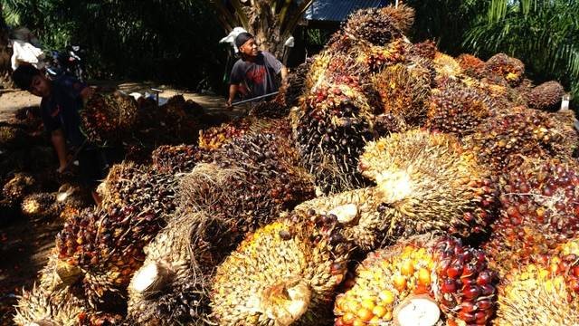 Ilustrasi kelapa sawit. Foto: Rahmad/ANTARA FOTO