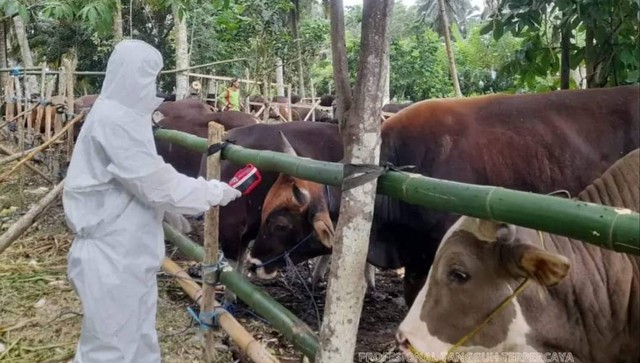 Petugas Karantina Pertanian Mamuju memantau hewan ternak milik warga untuk mengantisipasi penyebaran penyakit mulut dan kuku (PMK) pada hewan ternak. Foto: Dok. Karantina Pertanian Mamuju