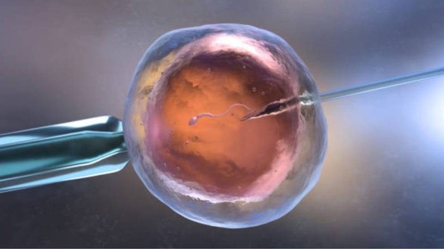 Proses masuknya sel sperma pada sel telur. Sumber: Pixabay