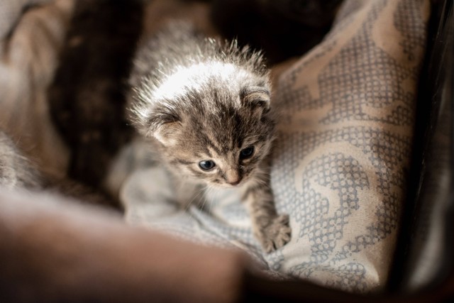 Cara Merawat Anak Kucing Menurut Dokter Hewan | Kumparan.com