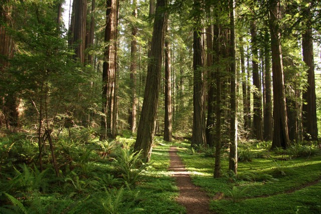 Ilustrasi hutan pinus. Foto: Shutterstock