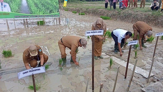 Wakil Wali Kota Jambi menanam padi fortifikasi. (Foto: Jambikita)