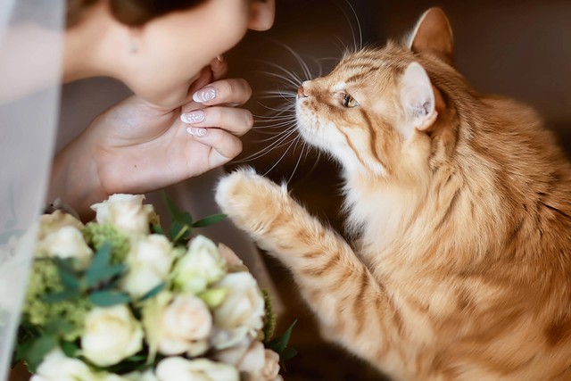 Ilustrasi manten kucing. Foto: sweet marshmallow/Shutterstock