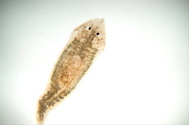 Ilustrasi contoh Platyhelminthes. Foto: Unsplash.com