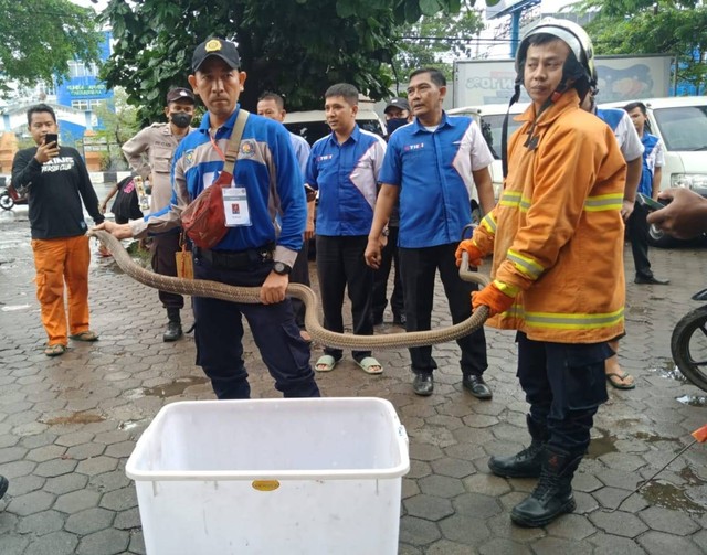 Petugas Damkar Kota Cirebon Jawa Barat berhasil mengevakuasi King Kobra sepanjang 4 meter yang lepas di gudang jasa layanan pengiriman paket.(Juan)