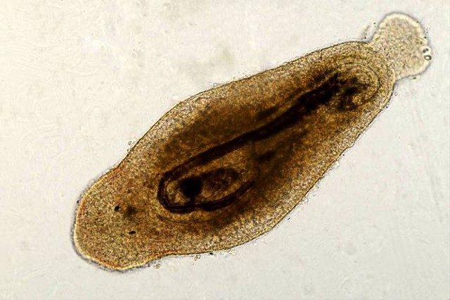 Platyhelminthes Pengertian Ciri Ciri Dan Klasifikasi Kelasnya