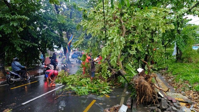 Ilustrasi pohon tumbang. Foto: Arfiansyah Panji Purnandaru/kumparan