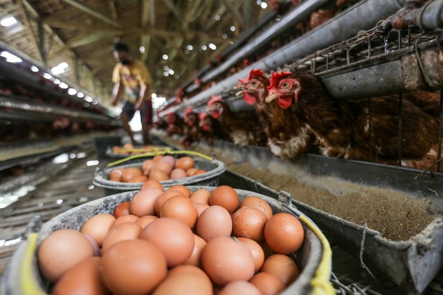Peternak memanen telur ayam ras di kawasan Cilodong, Depok, Jawa Barat, Rabu (8/6/2022). Foto: Asprilla Dwi Adha/Antara Foto