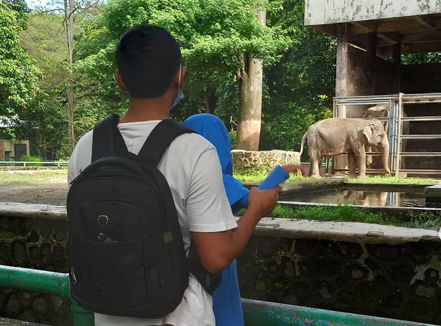 Ilustrasi Suasana Melihat Gajah di Kebun Binatang Ragunan. Sumber : Dokumen Pribadi